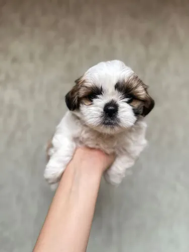 Shih Tzu filhote