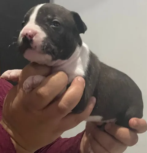 Vende se filhotes de pitbull puros 