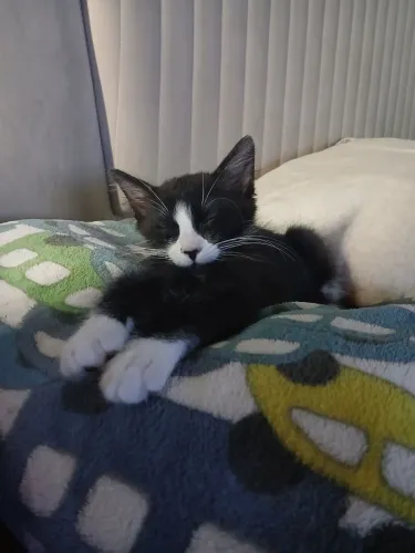 Doa se gato preto e branco