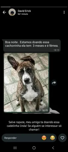 Doação de cachorro