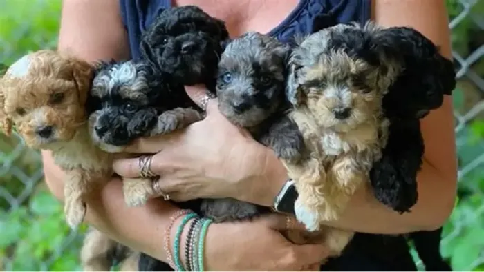 lindos e peludos