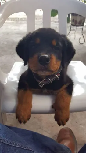 Rottweiler Um filhotinho para quem ama companhia e amor