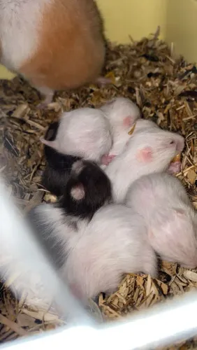 Hamister 