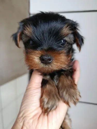 Filhote Yorkshire Terrier, Leve Para Casa Uma Explosão de Amor e Fofura!