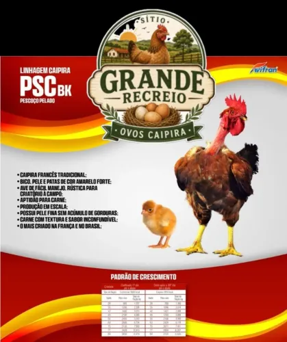 Pintos Caipira fêmeas de excelente genética