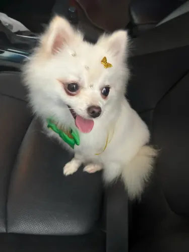 Aceito troca Lulu gato persa