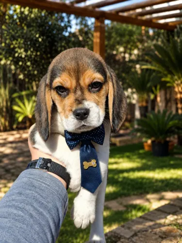 Beagle macho 13 polegadas perfeito!