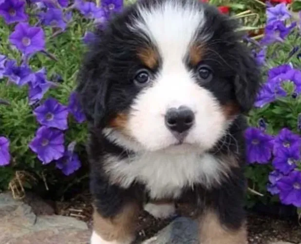 Filhotes de Bernese | Carinho que fica na memória