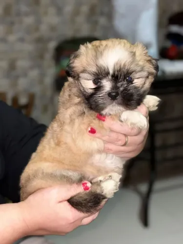 Machinho de Shitzu 