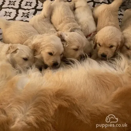 Doação de Golden