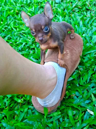 PINSCHER ZERO