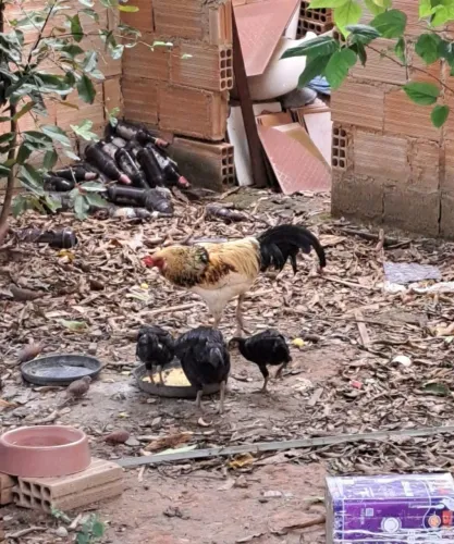 Galo Galinha Frango