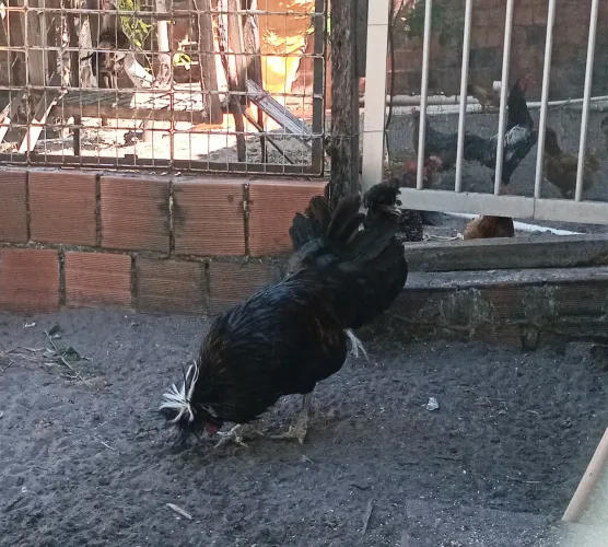 Casal galinhas polonesas produzindo