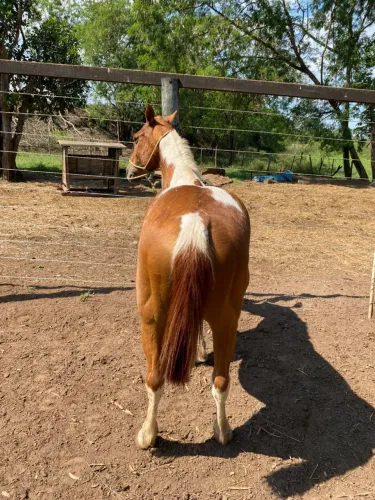 Cavalo