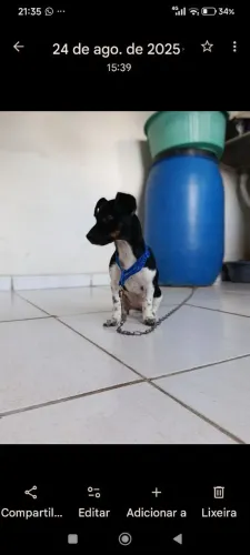Cachorro Fox paulistinha com salsichinha, não passa desse tamanho