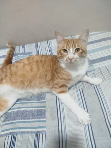 Doação gato macho um ano