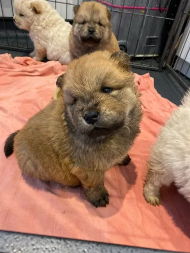 O Chow Chow perfeito para sua família! Chama no WhatsApp e escolha o seu.