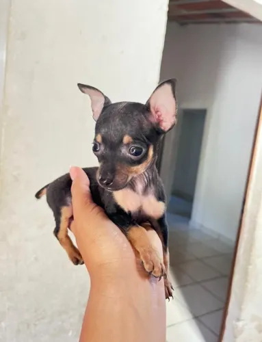 Pinscher Miniatura -Com garantia em contrato aguardo por você