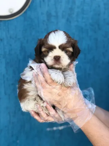Shih Tzu - Seu colo acabou de encontrar o morador perfeito.
