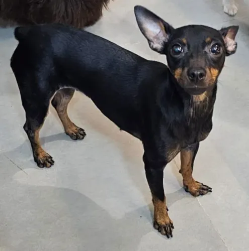 Pet
