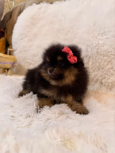 Spitz alemão/ Lulu da pomerania 