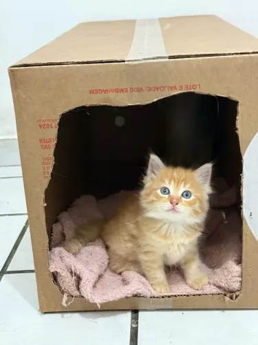 Filhotes Ragdoll