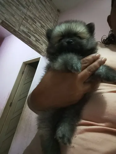 Spitz alemão anao