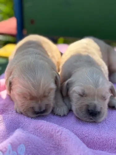 Filhotes de Golden retriever pelagem longa 