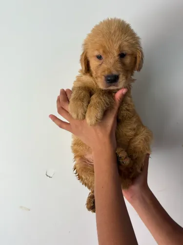 Golden com pedigree
