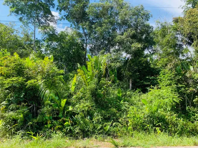 SITIO    de frente pra BR 319