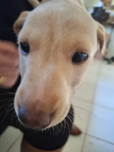 Doação de 1 filhote machos 3 meses
