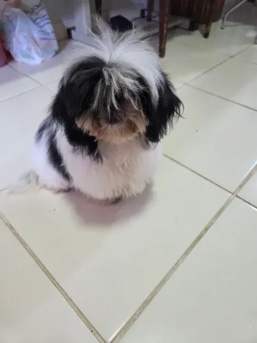 Vendo shitzu fêmea 500,00