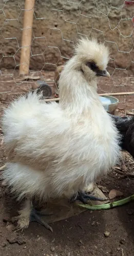 Lote de  Sedosas do Japão adultas 