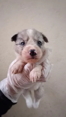 Filhote de Border Collie Blue Merle 