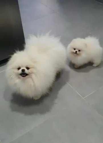 Lulu da Pomerania fêmeas Ursinhas até 12x