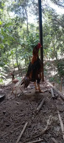 Vendo galo índio barbudo criador da minha linhagem