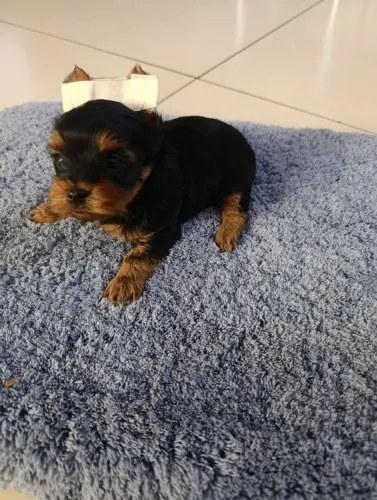 Cachorro 
