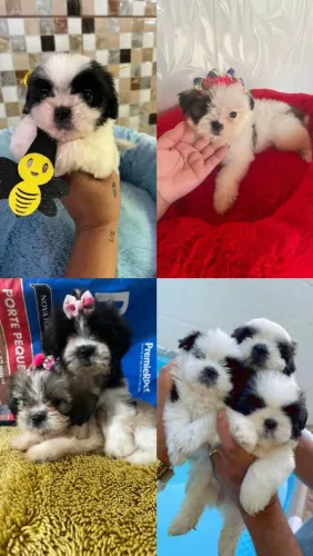 Shih Tzu brincalhão