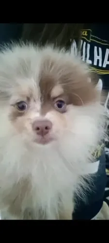 Lulu Chocomerle