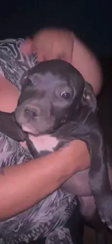 Pitbull fêmea 
