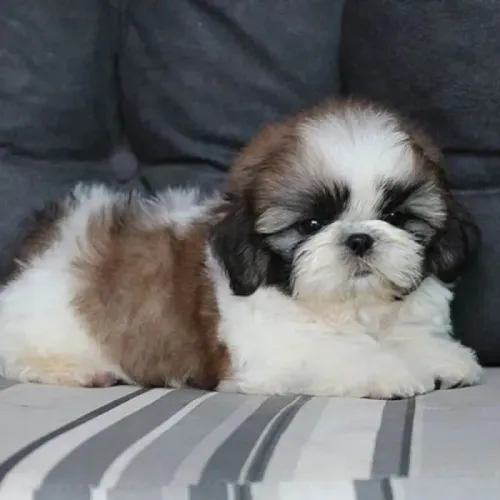 Estou de mudança e presciso deixa meu pet pois não aceita animais onde vou
