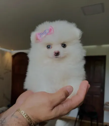 Lulu da pomeranea vacinado com 79 dias