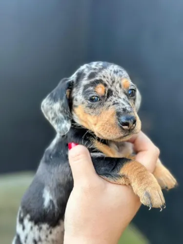Dachshund arlequim maravilhoso 
