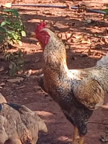 Galinhas ?  caipira 