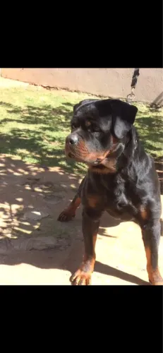 Filhote de  rottweiler 