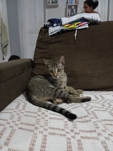 Gatinhas para adoção responsável 
