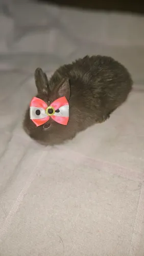 Mini coelho pra venda