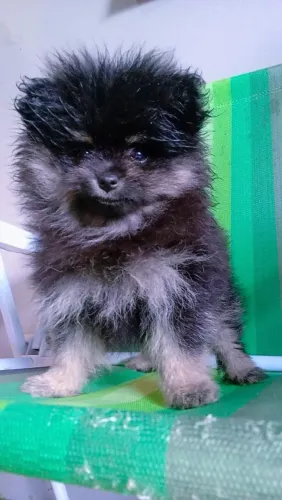 Filhote spitz-alemão-anão
