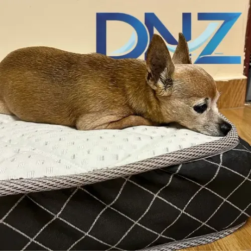 Colchonete pet para cachorro caminha para cães