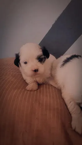Lhasa Apso femea